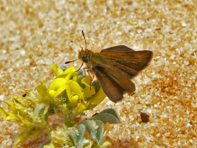 Lulworth Skipper male (Thymelicus acteon) Alan Prowse